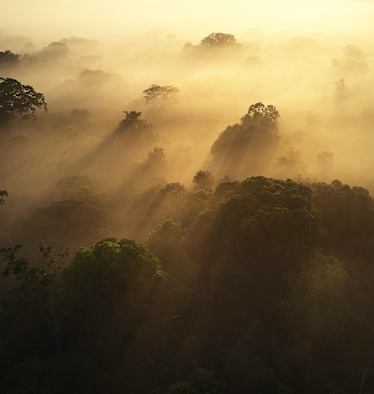 Regenwald in Ecuador