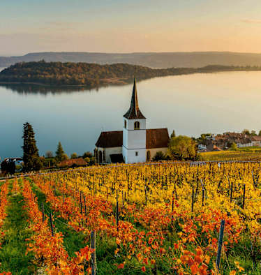 Rebberge am Bielersee mit Blick auf die St. Petersinsel in Bern