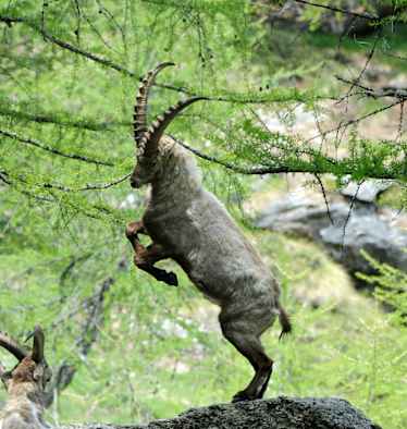 Steinbock