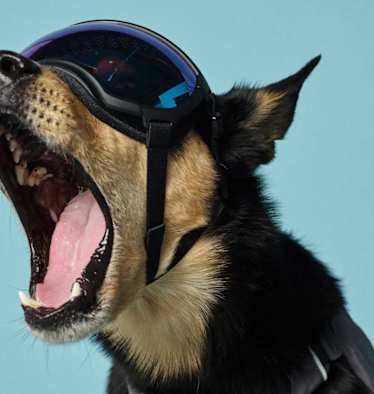 Mode für Hunde Hundebrille Rex Specs V2
