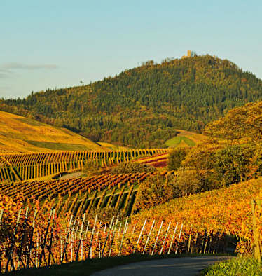 Wandern durch die Weinberge des Remstals in Baden-Württemberg