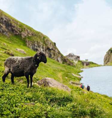 Ein Schaf auf der Almwiese, im Hintergrund sind der See und die Hütte zu erkennen