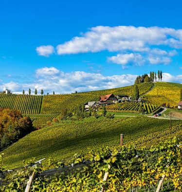 Wunderschöne Weinberge - Südsteirische Weinstraße