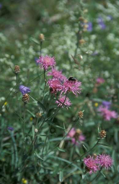Blumenvielfalt im Karwendeltal