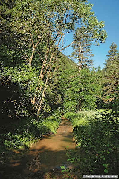 Im Waldgraben der äußeren Johannesbachklamm kurz nach dem Gasthaus Lackner.