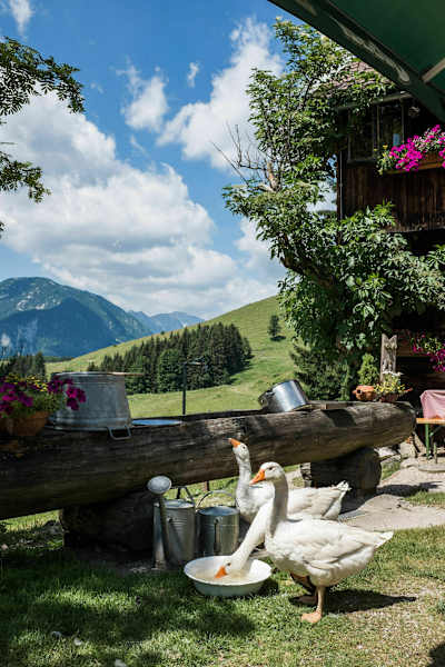 Blick von der Alm in die Umgebung des Nationalparks Kalkalpen