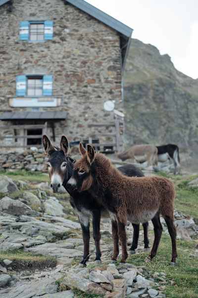 Flaggerschartenhütte