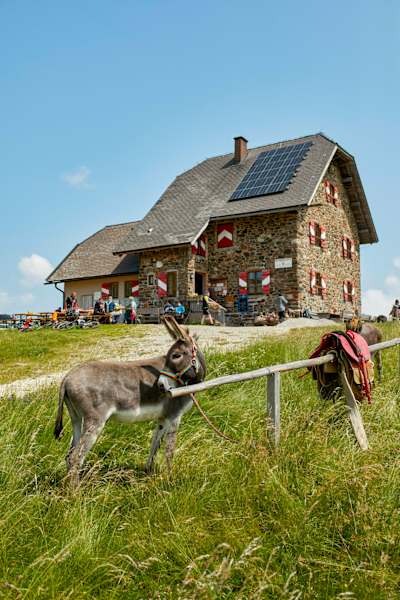 Mit dem Esel zur Wolfsberger Hütte: Bei der Wolfsberger Hütte werden die Packsattel abgelegt und Knödel serviert. Esel Kari hat schon ein neues Ziel im Blick.