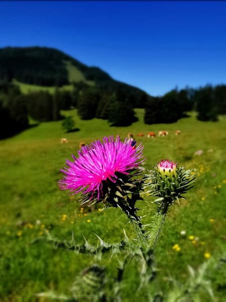 Kleinzeller Hinteralm