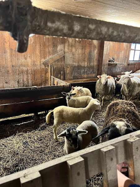 Im Stall der Wanderrast Hochschlag stehen Schafe und Schweine.