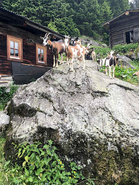 Gamshütte