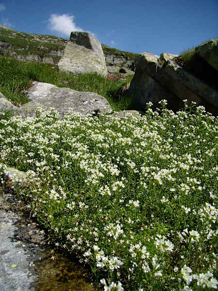 Bergblumen