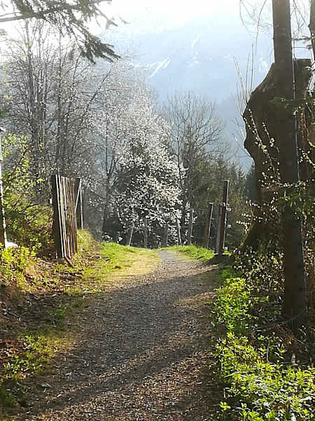 Im Frühling ein Traum: die Kirschblüte am Höhenweg zwischen Annaberg und Lungötz