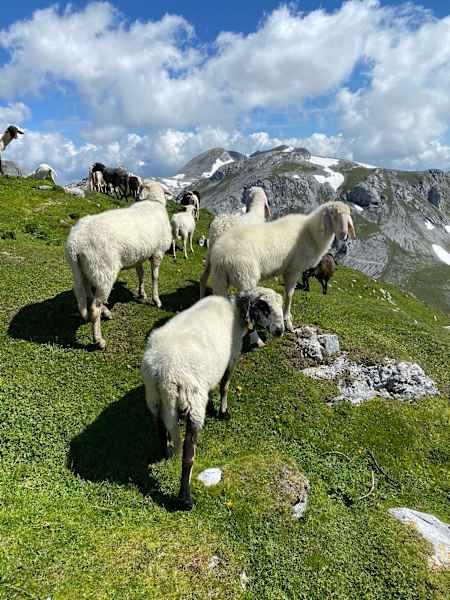 Schafherde am Eiskogel