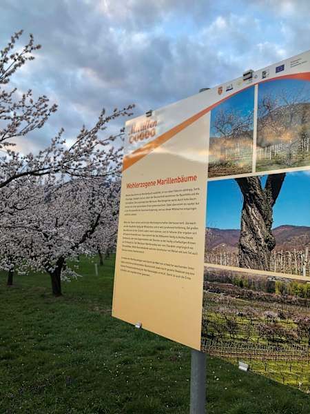 Infotafel Wohlerzogen auf der Marillenmeile in Rossatz-Arnsdorf