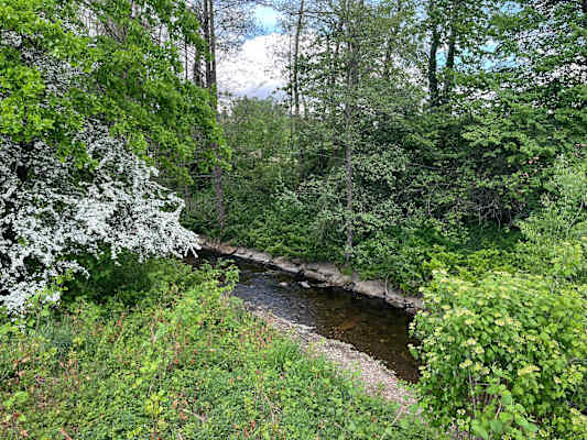 Fluss mit üppigem Uferbewuchs in der Südsteiermark - 2-Flüsse-Tour