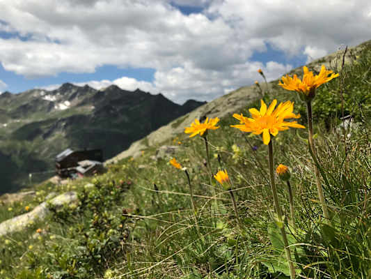 Arnika mit der Hütte im Hintergrund