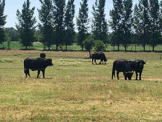 Burgenland Extrem Sommer 2021