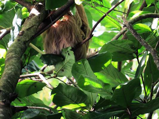 Nationalpark Cahuita Costa Rica