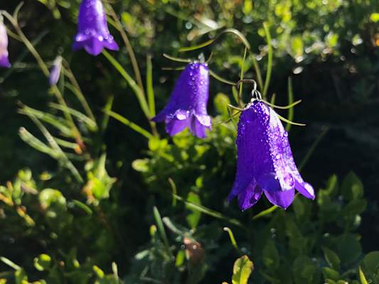 Die Glockenblumen sind noch taufrisch