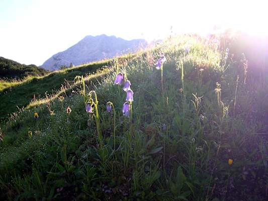 Die Bärtige Glockenblume ist vom Tau noch nass