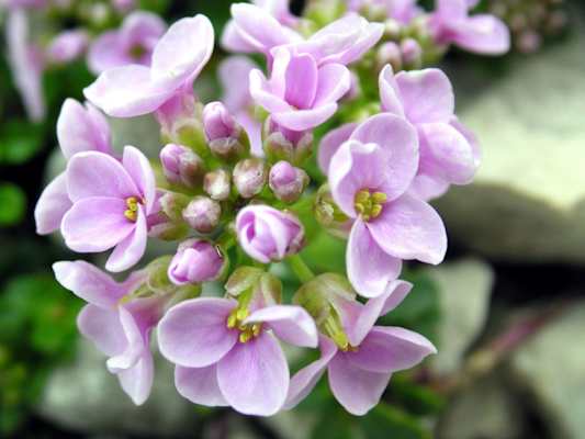 Die Bärtige Glockenblume ist vom Tau noch nass