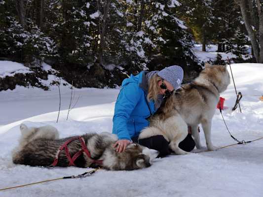 Huskys Tatra