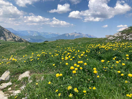 Sumpfdotterblumen