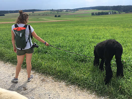 Alpakas Wandern
