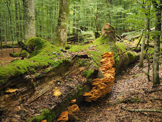 In einem echten Urwald spielt Totholz eine zentrale Rolle für die Artenvielfalt.