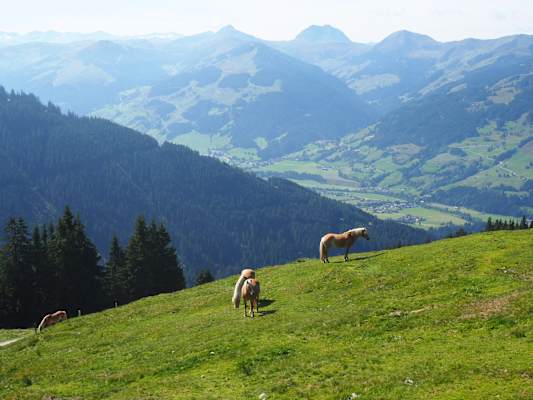 Am Weg von der Bichlalm zum Wildpark Aurach