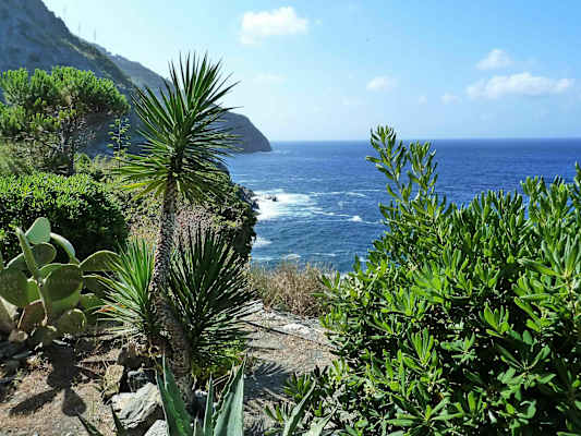 Mediterrane Vegetation an der Küste