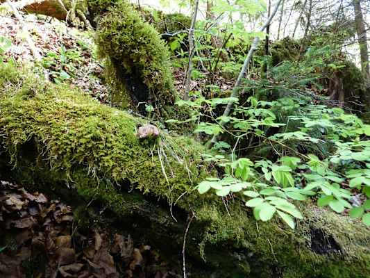 Artenreiche Schluchtflora in der Tiefenbachklamm.