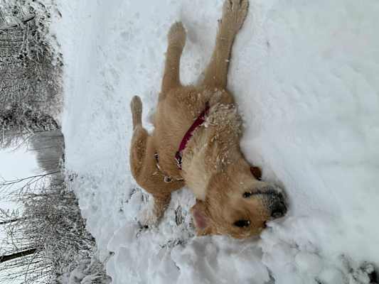 Hund auf dem Weg zum Peilsteinhaus