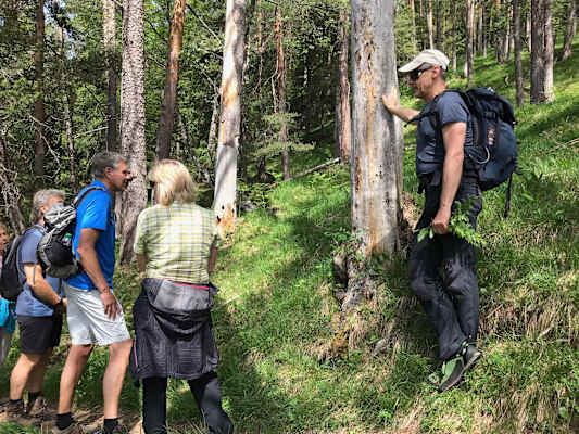 nature_watch_wald_2_ch_schwann