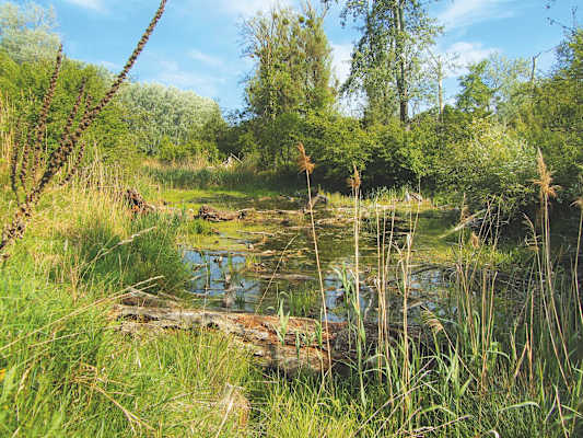 Gewässer-Altarm in der Lobau