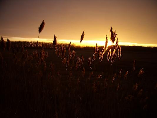 Schilf in der Abendstimmung