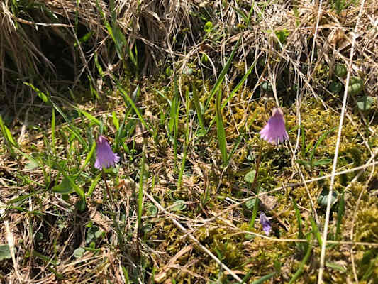 Alpen-Troddelblume
