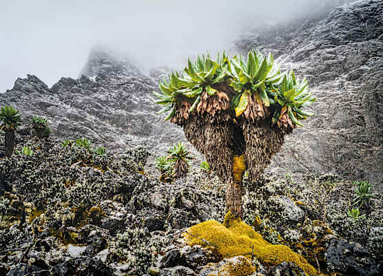 Mondberge Ruwenzori