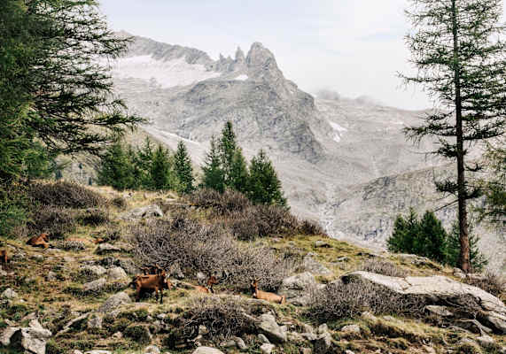 Waldhang mit Berg