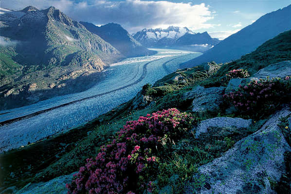 Aletschwald Aletschgletscher