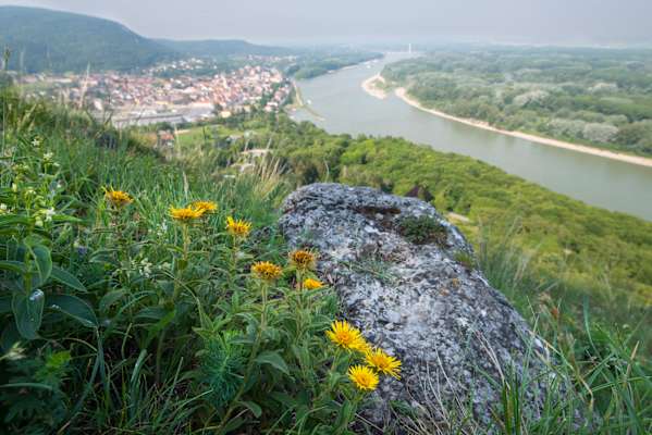 Blick vom Braunsberg auf die Donau