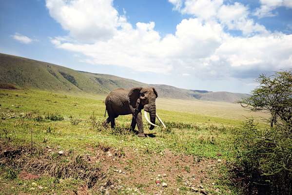 Reise Kilimanjaro
