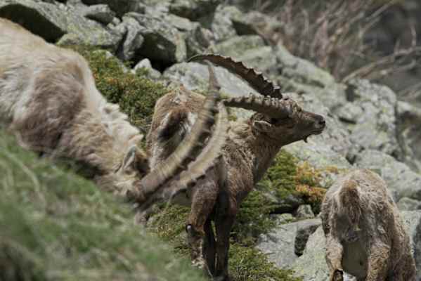 pw_19_bergwelten_gran_paradiso_knigreich_fr_steinbcke_und_kletterer_3
