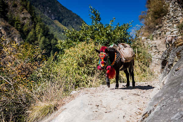 Manaslu Circuit Trek in Nepal
