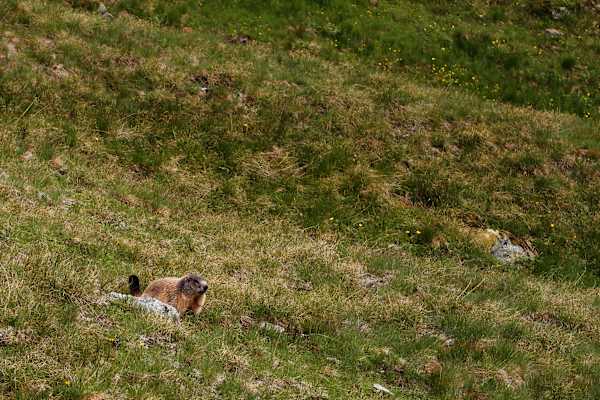 Osttiroler Pilgerweg: Murmeltier bei der Eisseehütte