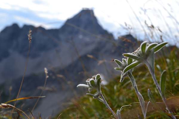 Allgäu: Edelweiß vor Hochvogel