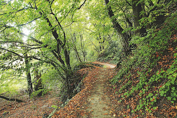Wanderweg Hainburg