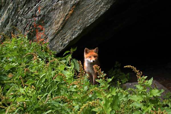 Osttiroler Pilgerweg: Kleiner Fuchs