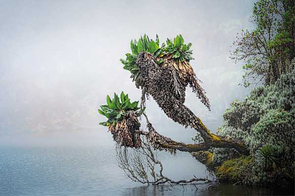 Mondberge Ruwenzori
